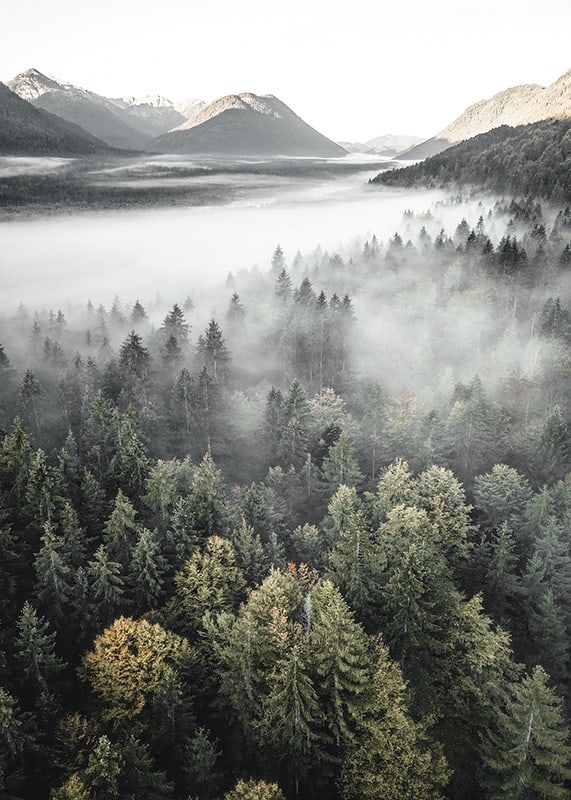Photograph of misty mountain forest with autumn tones and wide views-12