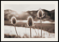 Dried thistles in backlight with soft brown shades-2