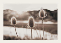 Dried thistles in backlight with soft brown shades-3