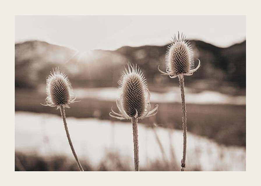 Dried thistles in backlight with soft brown shades-12