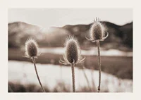 Dried thistles in backlight with soft brown shades-3