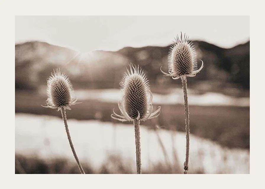 Dried thistles in backlight with soft brown shades-12