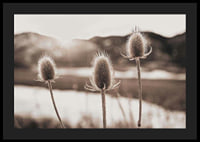 Dried thistles in backlight with soft brown shades-4