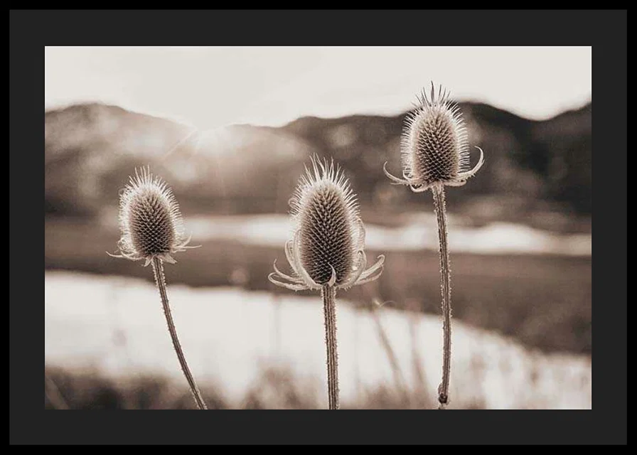 Dried thistles in backlight with soft brown shades-12