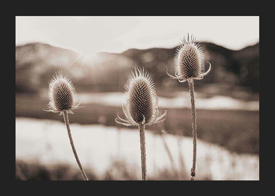 Dried thistles in backlight with soft brown shades-12