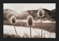 Dried thistles in backlight with soft brown shades-5
