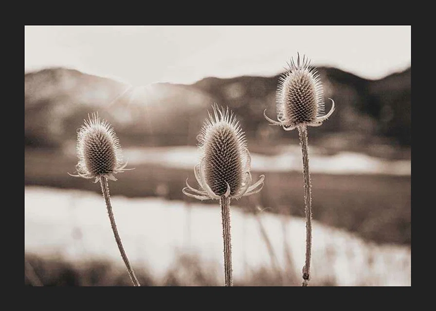 Dried thistles in backlight with soft brown shades-12