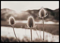Dried thistles in backlight with soft brown shades-6