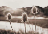 Dried thistles in backlight with soft brown shades-7