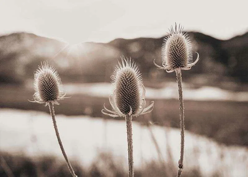 Dried thistles in backlight with soft brown shades-12