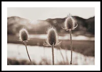 Dried thistles in backlight with soft brown shades-0