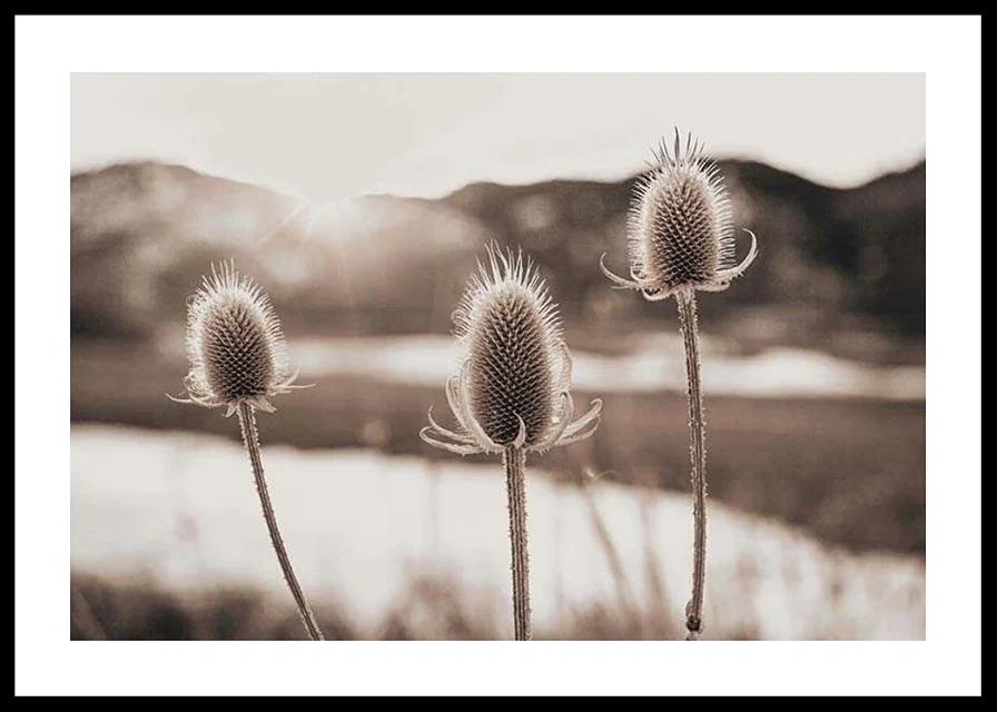 Dried thistles in backlight with soft brown shades-12