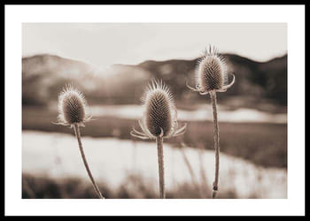Poster Flowers In Meadow