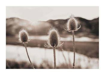Poster Flowers In Meadow
