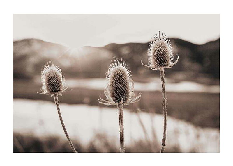 Flowers In Meadow-12