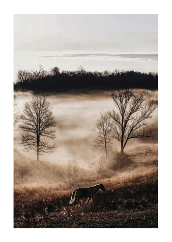 Affiche Horse In Sunset