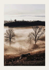 Fotografia koňa na lúke s hmlou a holými stromami pri západe slnka-3