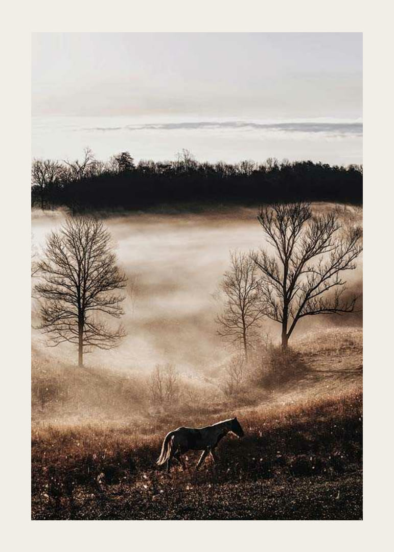 Fotografia koňa na lúke s hmlou a holými stromami pri západe slnka-12