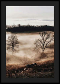 Fotografia koňa na lúke s hmlou a holými stromami pri západe slnka-4