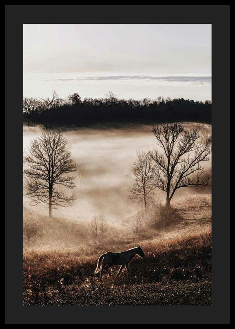Fotografia koňa na lúke s hmlou a holými stromami pri západe slnka-12