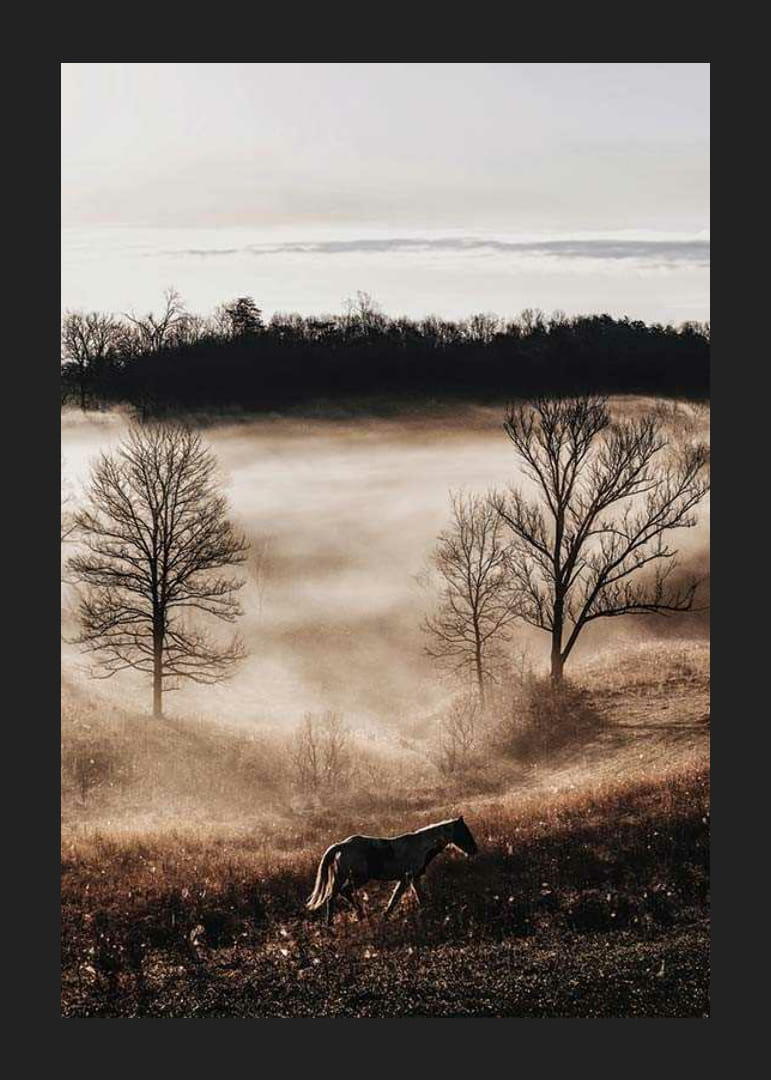 Fotografia koňa na lúke s hmlou a holými stromami pri západe slnka-12