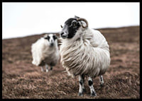 Photograph of two sheep with curly fur on brown autumn grass-6