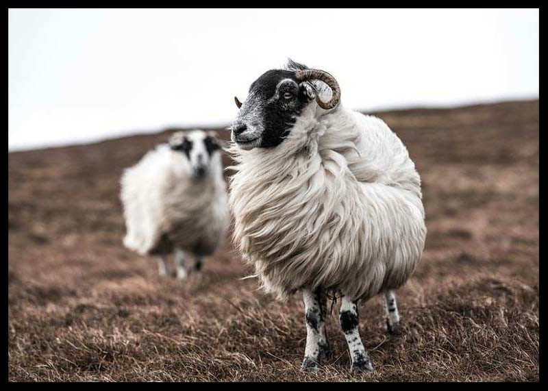 Photograph of two sheep with curly fur on brown autumn grass-12