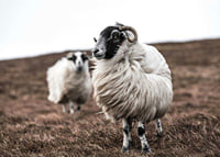 Photograph of two sheep with curly fur on brown autumn grass-7