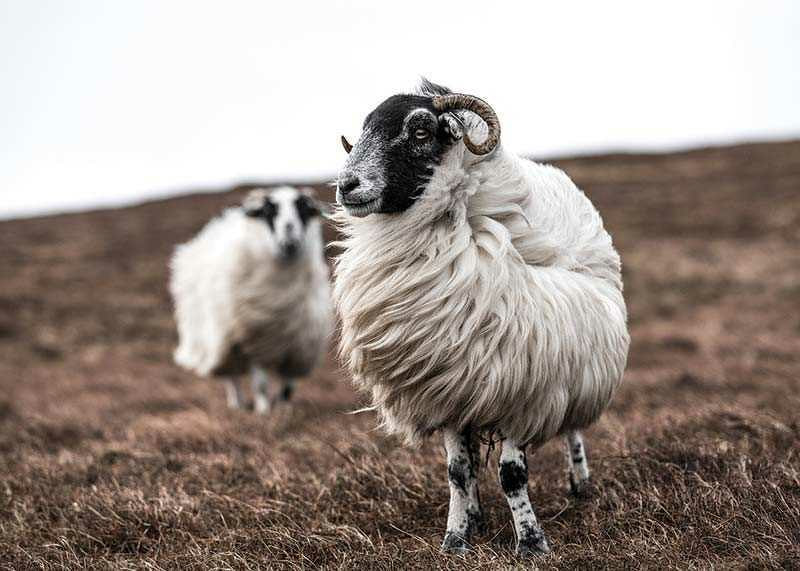 Photograph of two sheep with curly fur on brown autumn grass-12