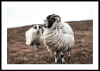 Photograph of two sheep with curly fur on brown autumn grass-0