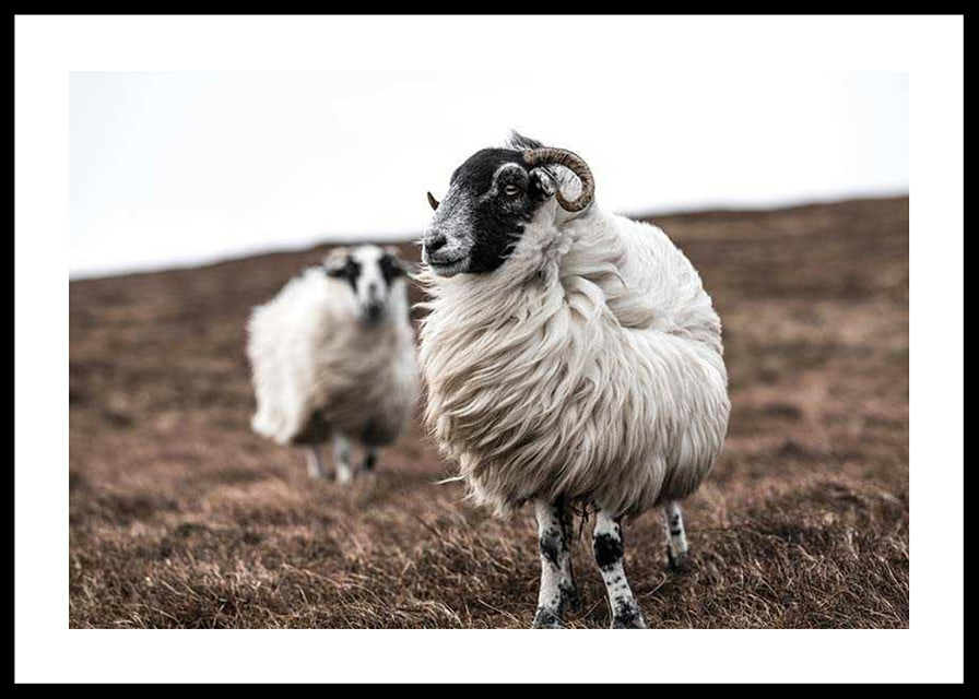 Photograph of two sheep with curly fur on brown autumn grass-12