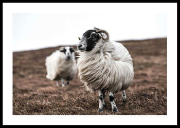 Poster Farm Sheep
