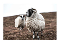 Photograph of two sheep with curly fur on brown autumn grass-1
