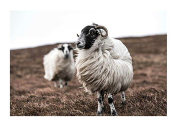 Poster Farm Sheep