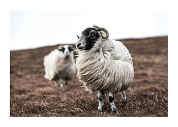 Plagát Farm Sheep