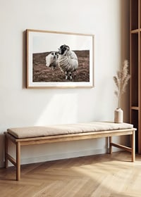 Photograph of two sheep with curly fur on brown autumn grass-8
