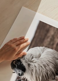 Photograph of two sheep with curly fur on brown autumn grass-9