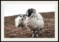 Fotografía de dos ovejas con pelaje rizado sobre hierba marrón otoñal.-2