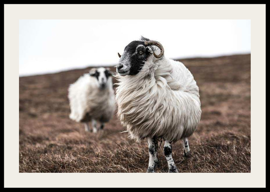 Fotografía de dos ovejas con pelaje rizado sobre hierba marrón otoñal.-12