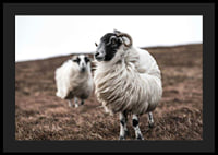Photograph of two sheep with curly fur on brown autumn grass-4