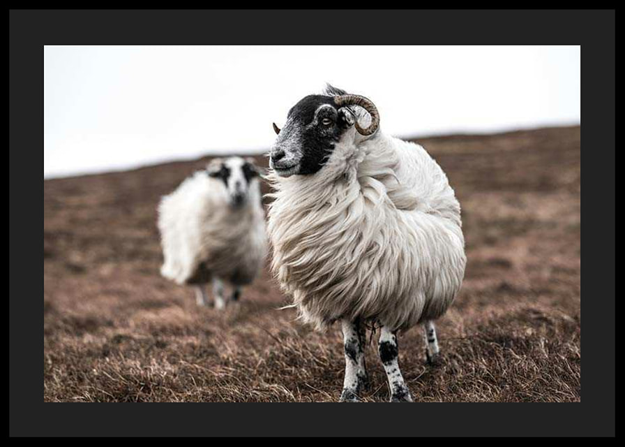 Photograph of two sheep with curly fur on brown autumn grass-12