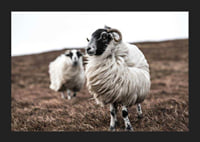 Photograph of two sheep with curly fur on brown autumn grass-5