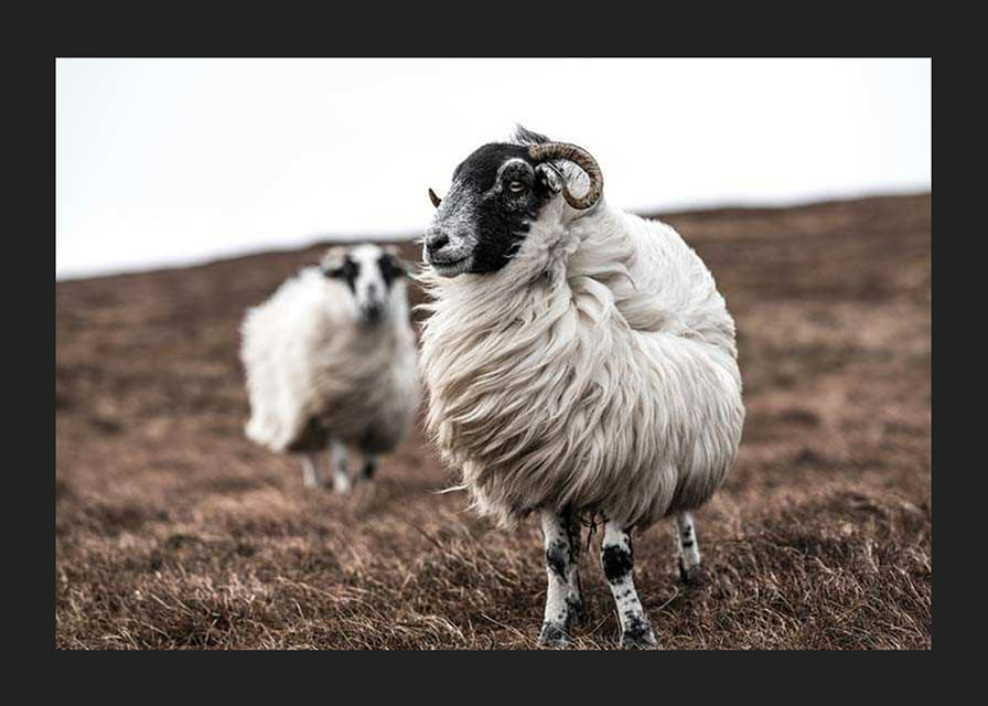 Photograph of two sheep with curly fur on brown autumn grass-12