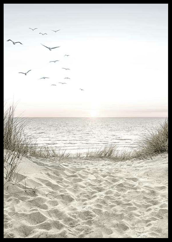 Seagulls Sandy Beach-12
