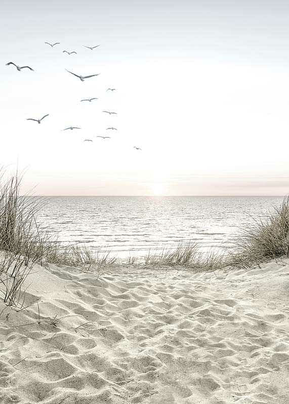 Seagulls Sandy Beach-12