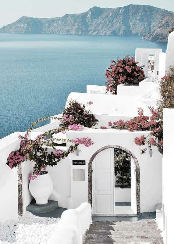 White houses with pink bougainvillea by the sea in Santorini-12