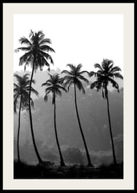 Fotografía en blanco y negro con palmeras altas sobre un fondo brumoso.-2