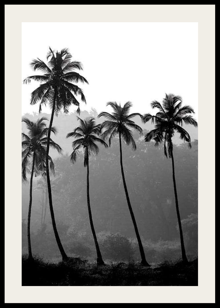 Fotografía en blanco y negro con palmeras altas sobre un fondo brumoso.-12