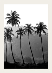Fotografía en blanco y negro con palmeras altas sobre un fondo brumoso.-3
