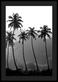 Fotografía en blanco y negro con palmeras altas sobre un fondo brumoso.-4
